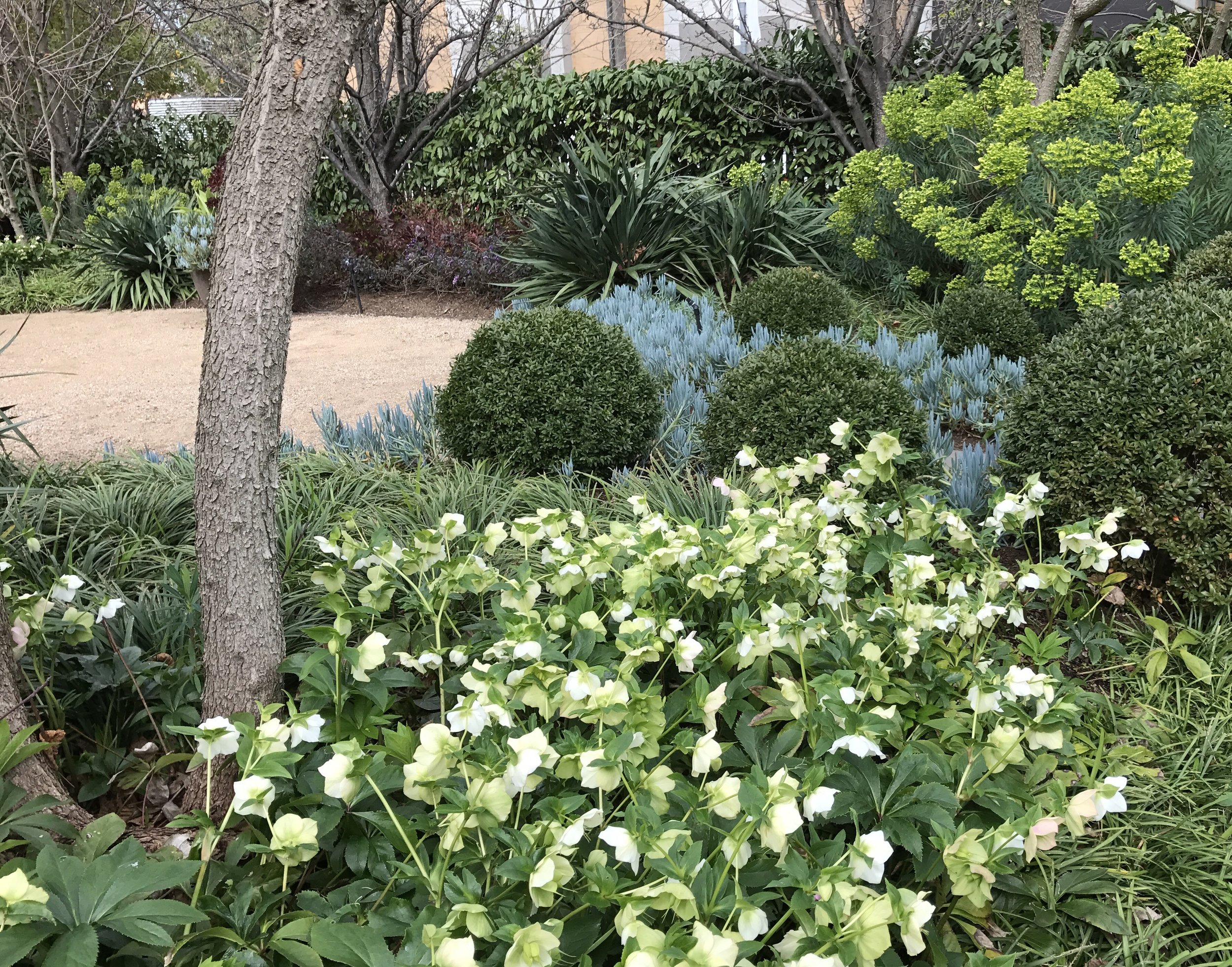 coonil hellebores.jpg