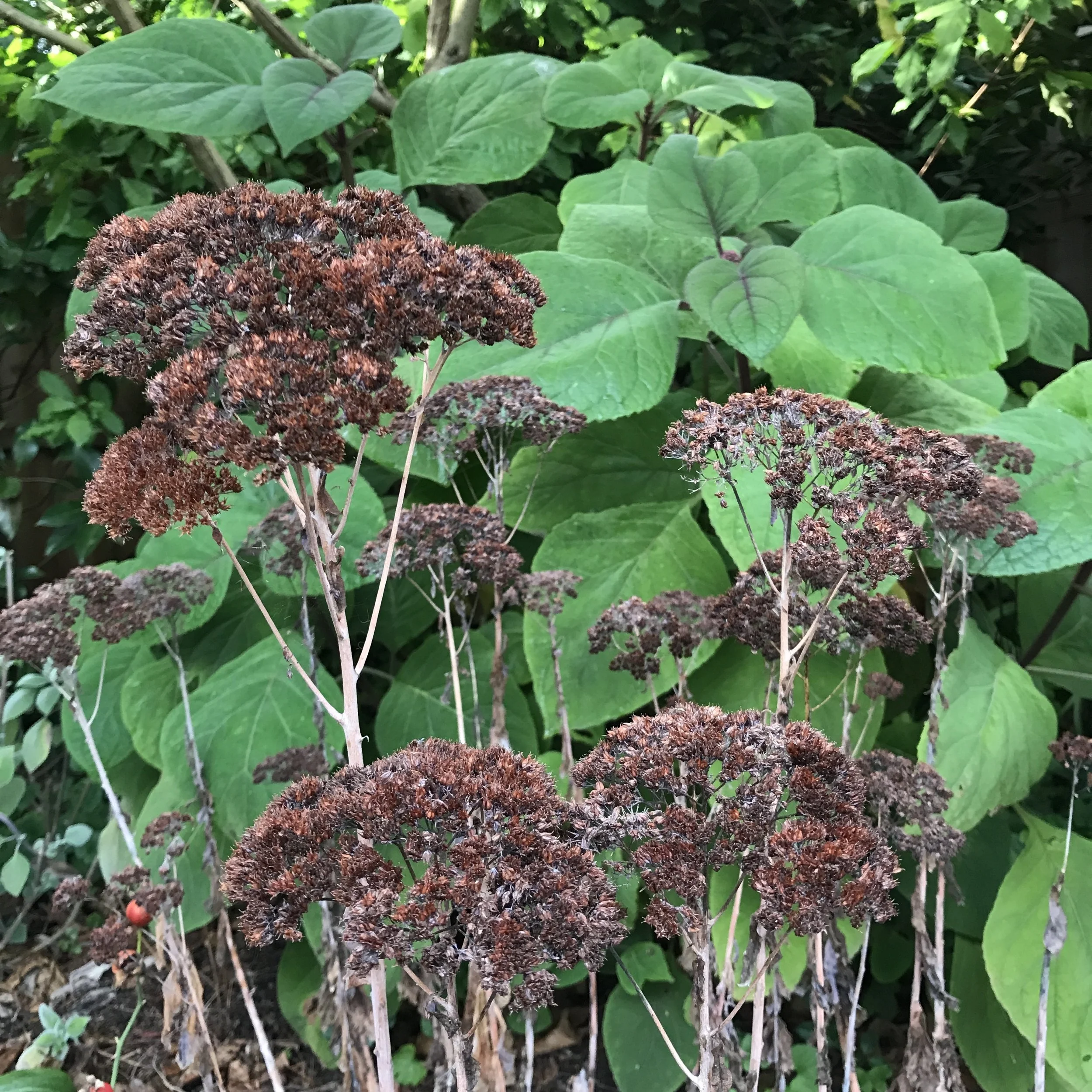 rowell sedum & eupatorium.JPG