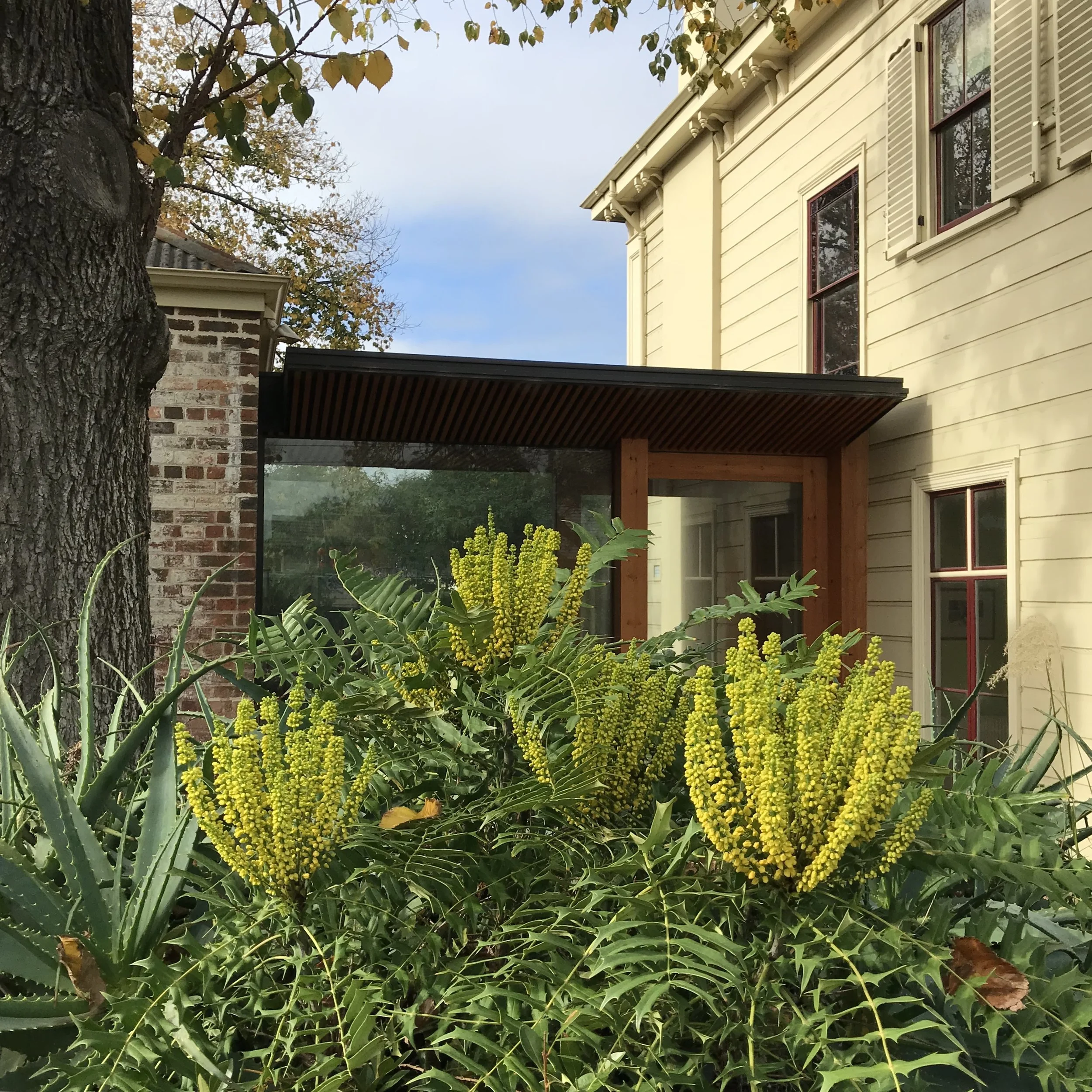 walhalla mahonia.jpg
