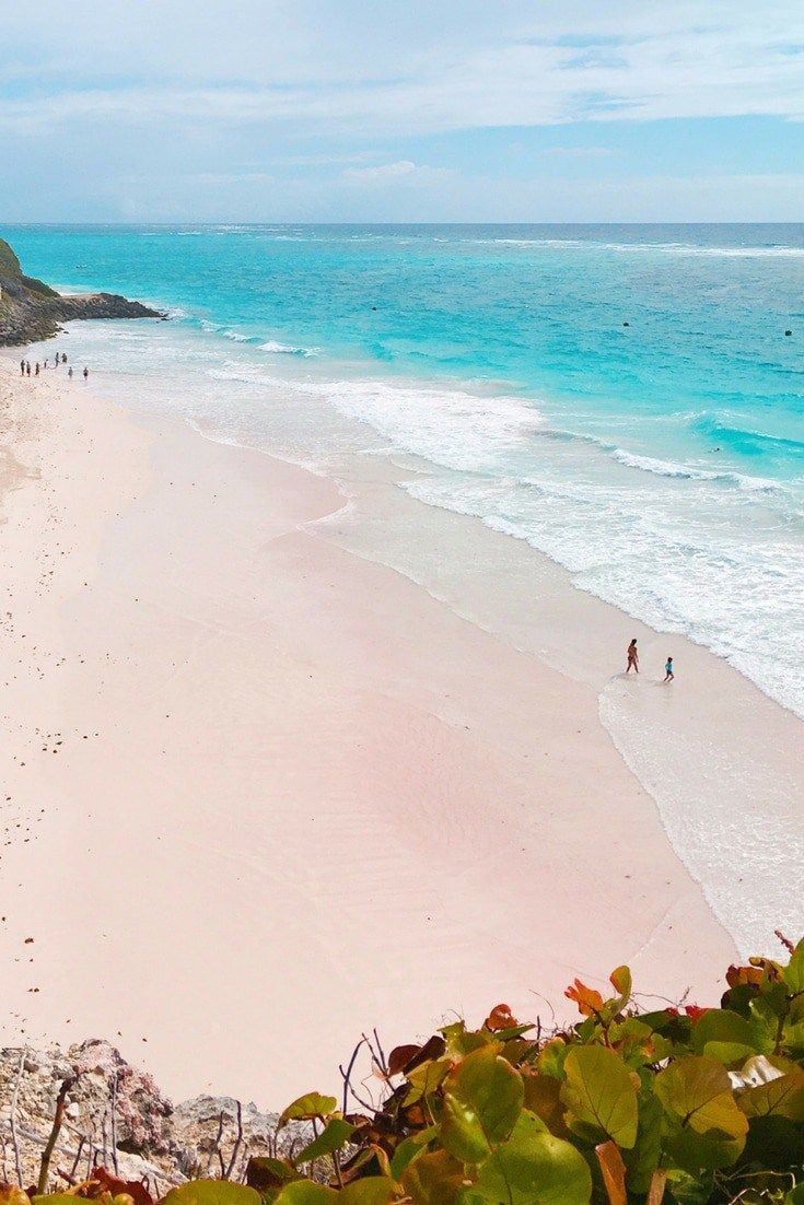 Pink Sand Beach Tour Jungle S Edge Pink Sand Beach Tour Jungle S Edge