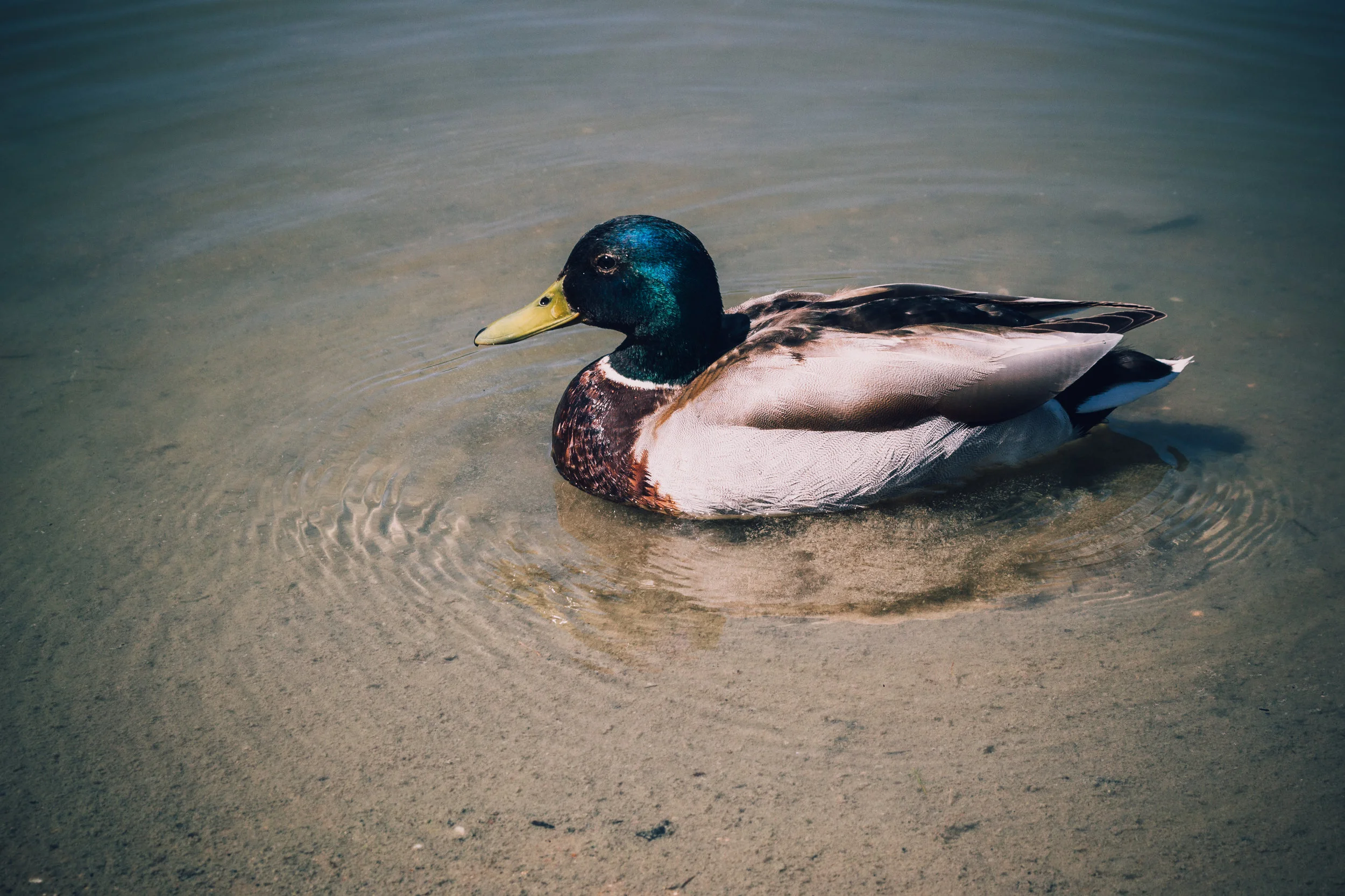 Proverbs 26: Duck It