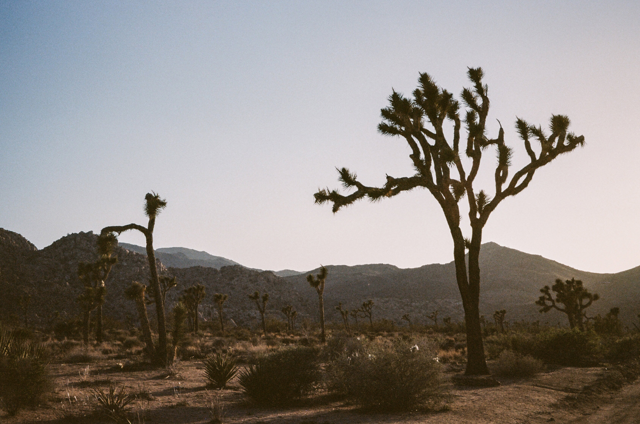  Joshua Tree National Park, California 