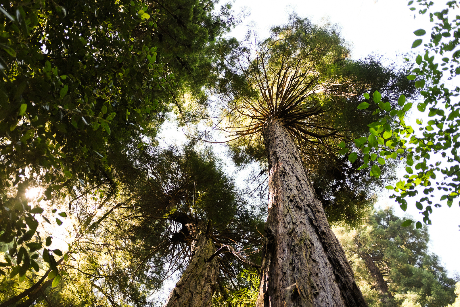  Muir Woods National Park, California  