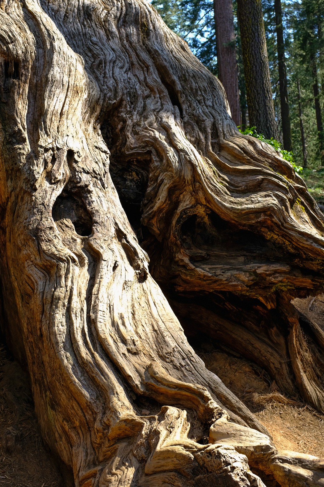  Yosemite National Park, California  