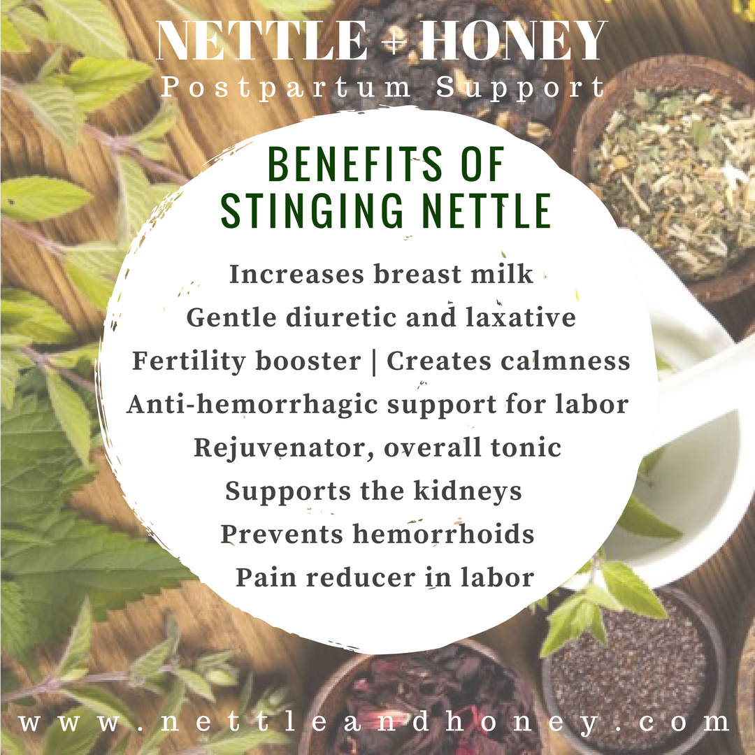 BENEFITS OF STINGING NETTLE.png