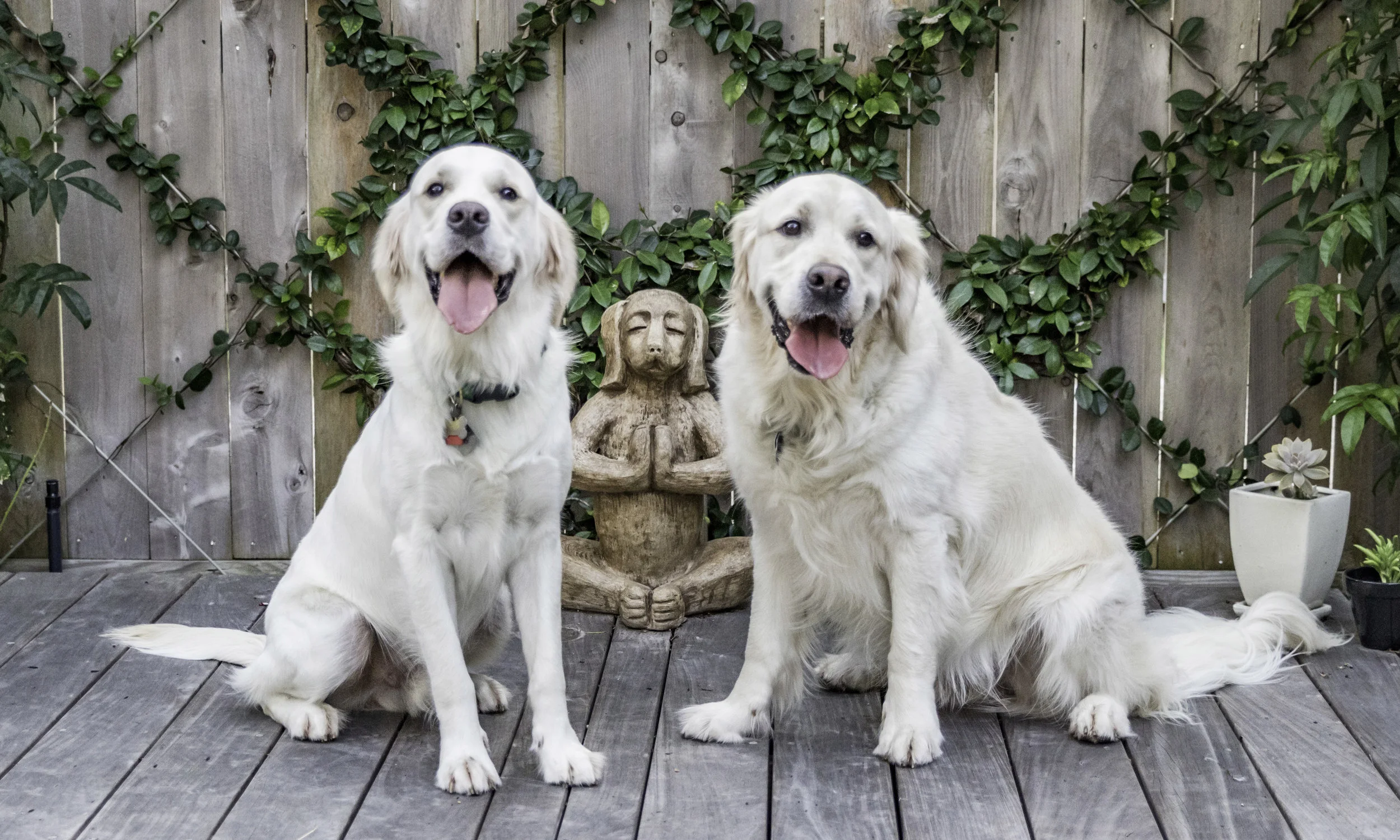 Stephanie Bennett Dog Puppy Training | Behavior Modification Potty Training | Houston TX_FC_8968 resized.jpg