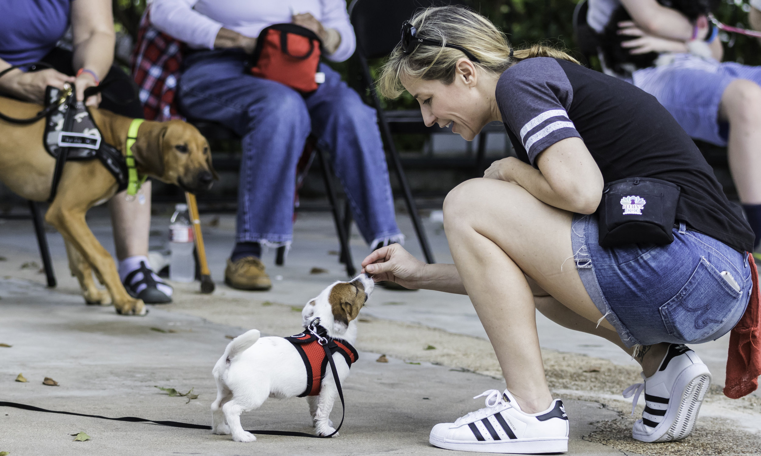 Stephanie Bennett_Dog Puppy Training_Believe In Dog Training_FC_3732_resized.jpg