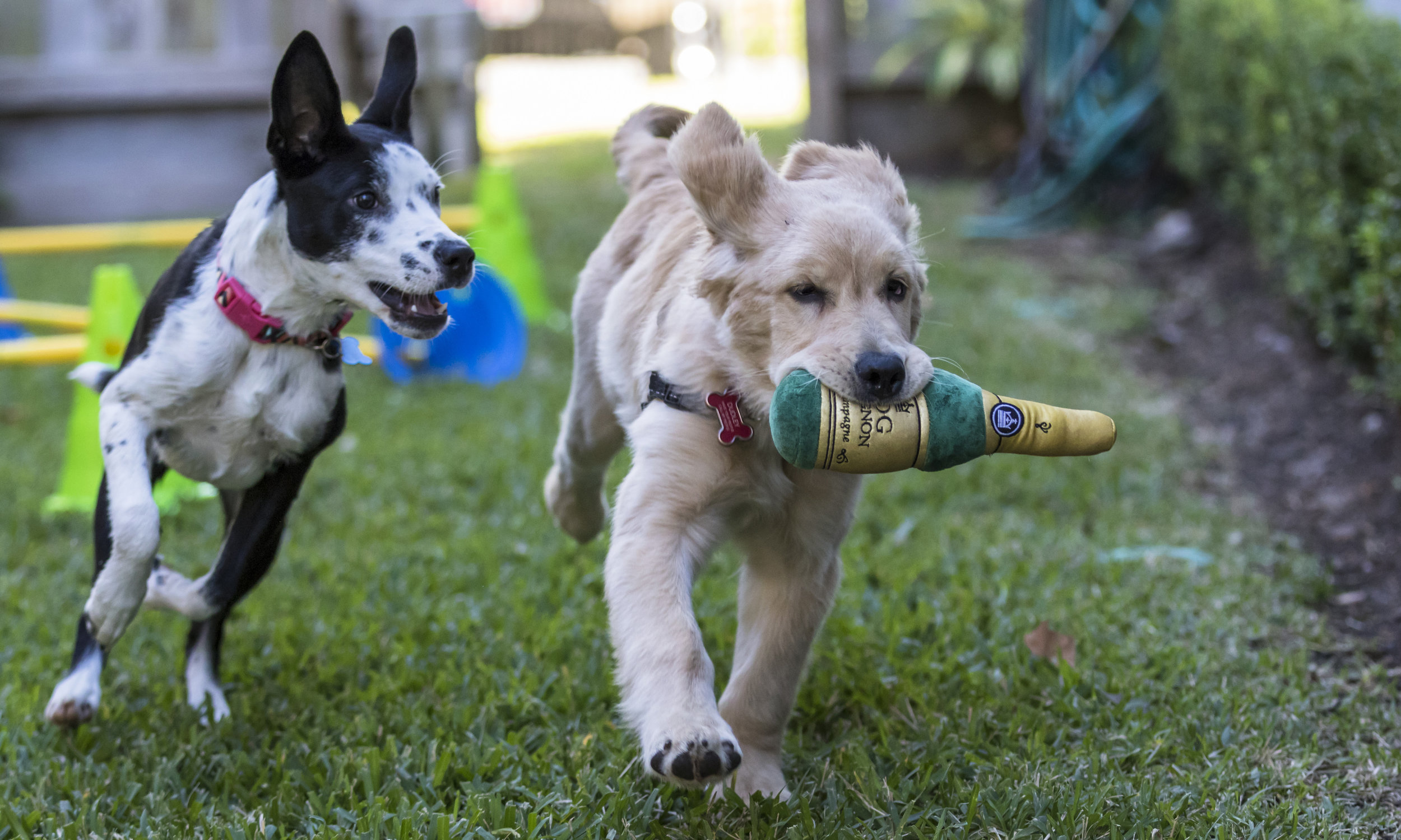 Stephanie Bennett_Believe In Dog Training_Dog Puppy Training_FC_4310_resized.jpg