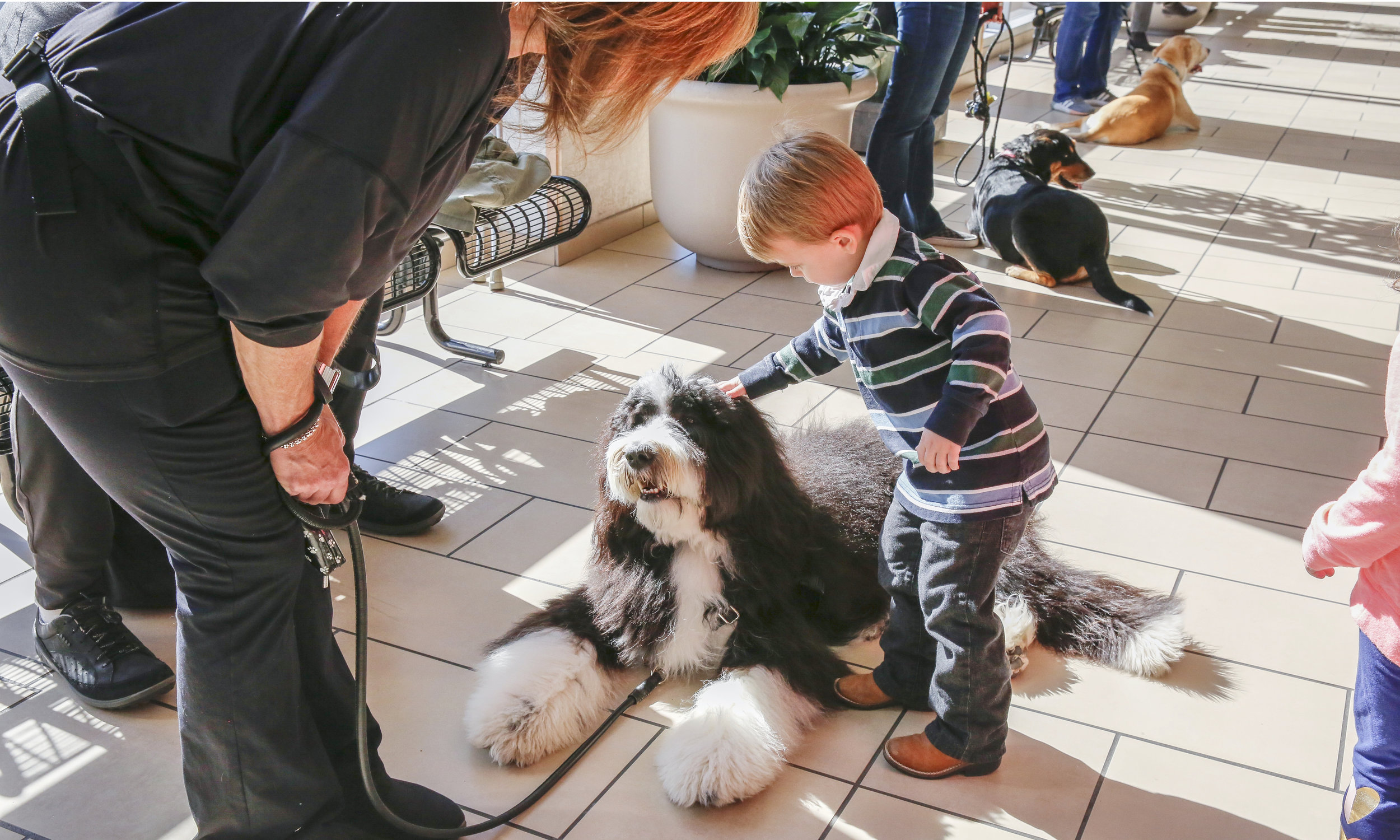 Stephanie Bennett_Believe In Dog Training_Dog Puppy Training_Therapy Dog_D3_1410_resized.jpg