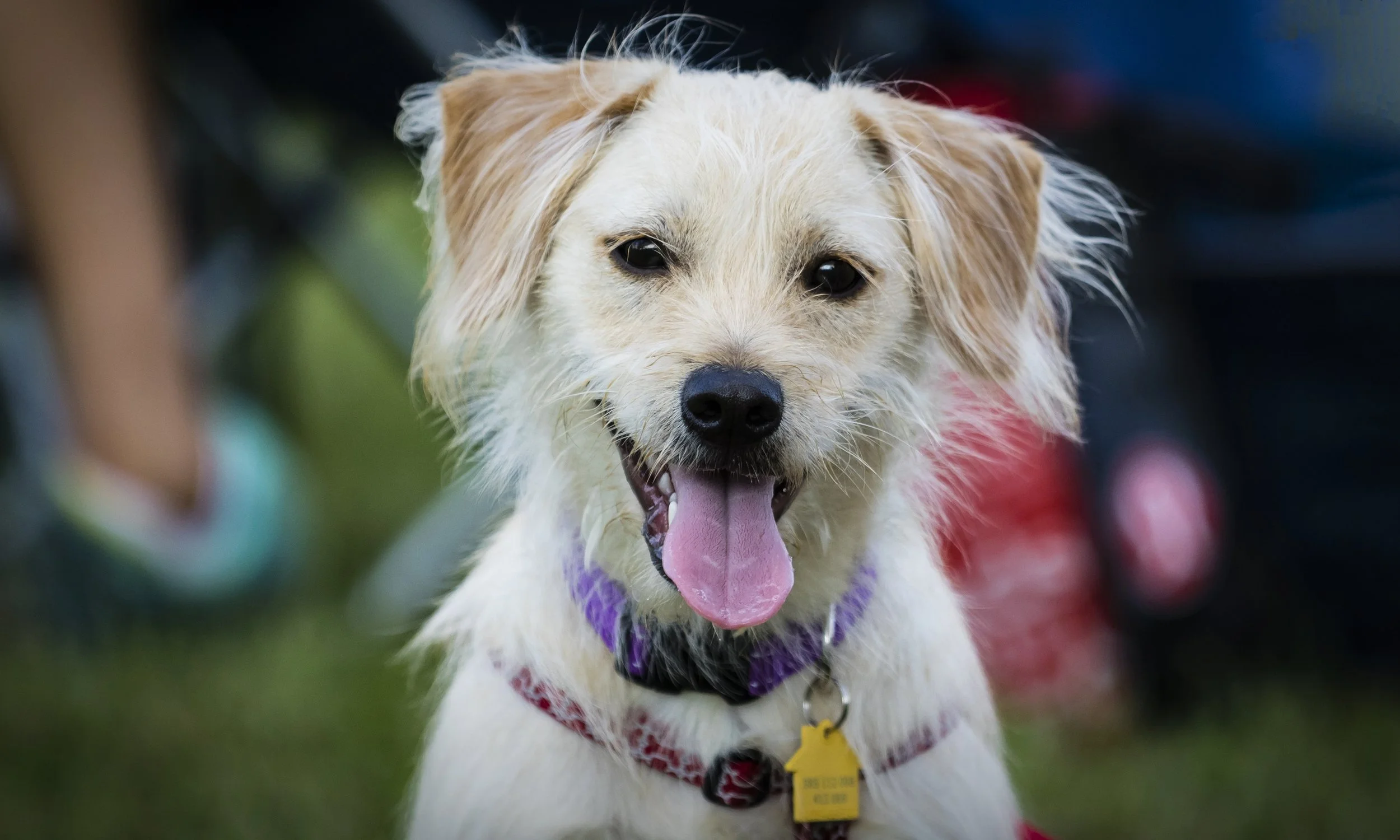 _FC_4606_resized copy_stephanie bennett_believe in dog training_adolescent_manners.jpg