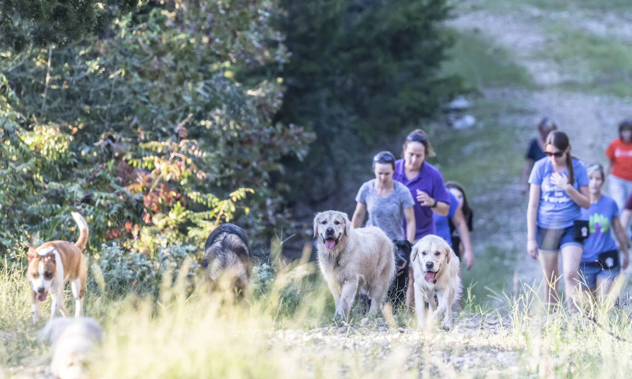 _FC_3325 copy_resized_stephanie bennett_believe in dog training_adventure classes.jpg