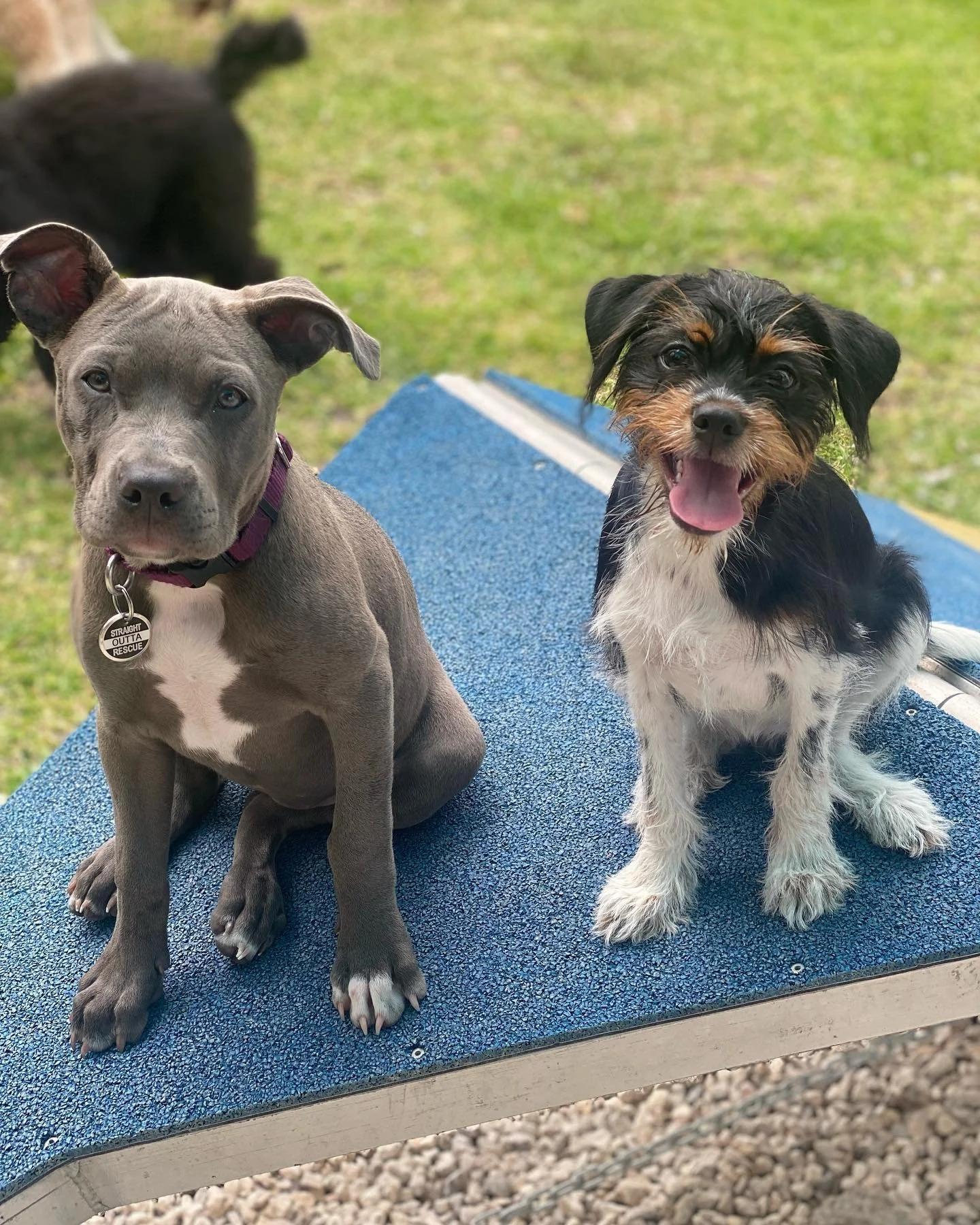 Two puppies sitting on a blue elevated dog bed outdoors on grass. One is a gray, muscular puppy with a purple collar and a tag, and the other is a black and white puppy with tan markings, smiling with its tongue out.