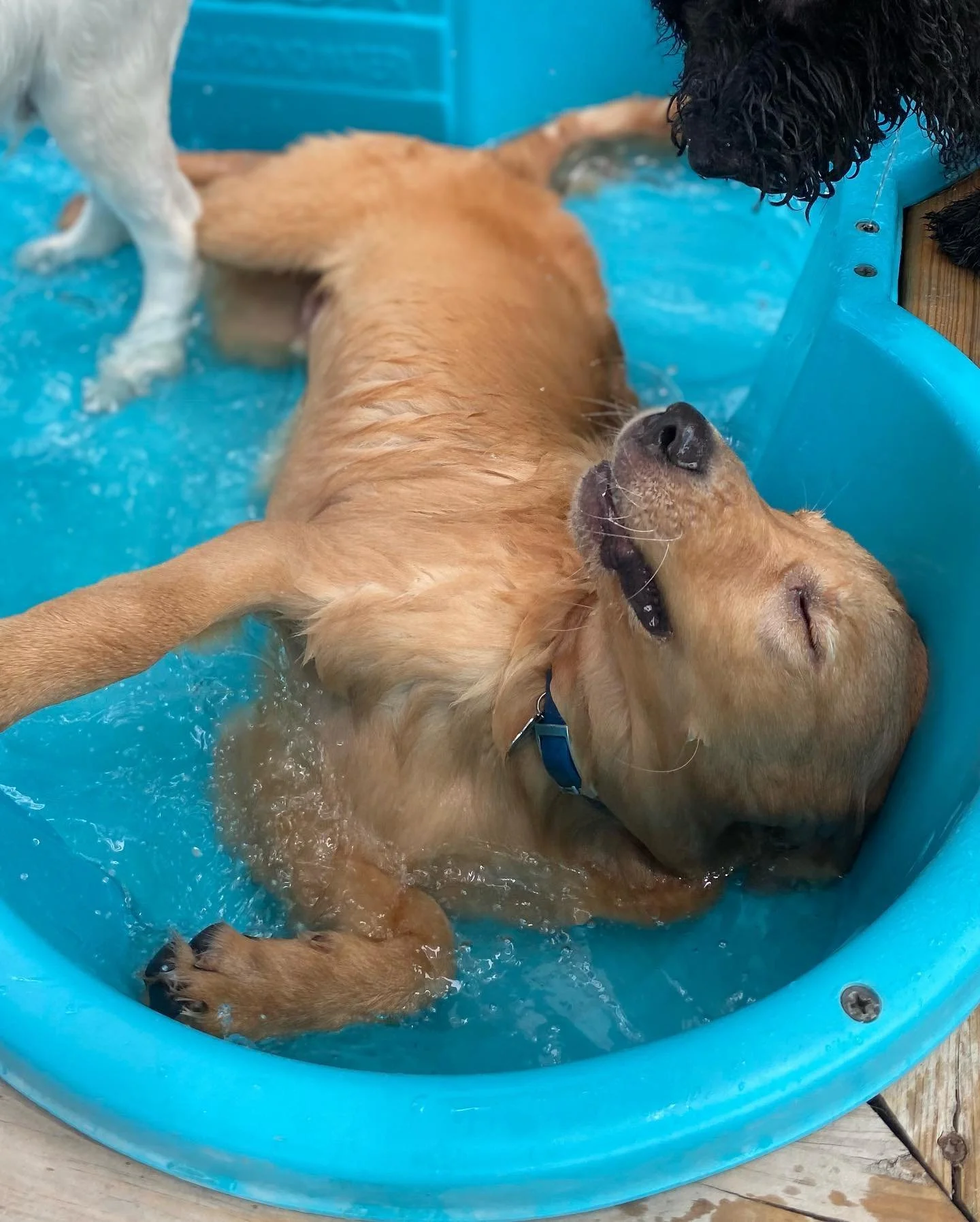 Golden retriever dog lying in a blue plastic kiddie pool, appearing happy with eyes closed and mouth slightly open, while a black curly-haired dog is leaning over the edge.