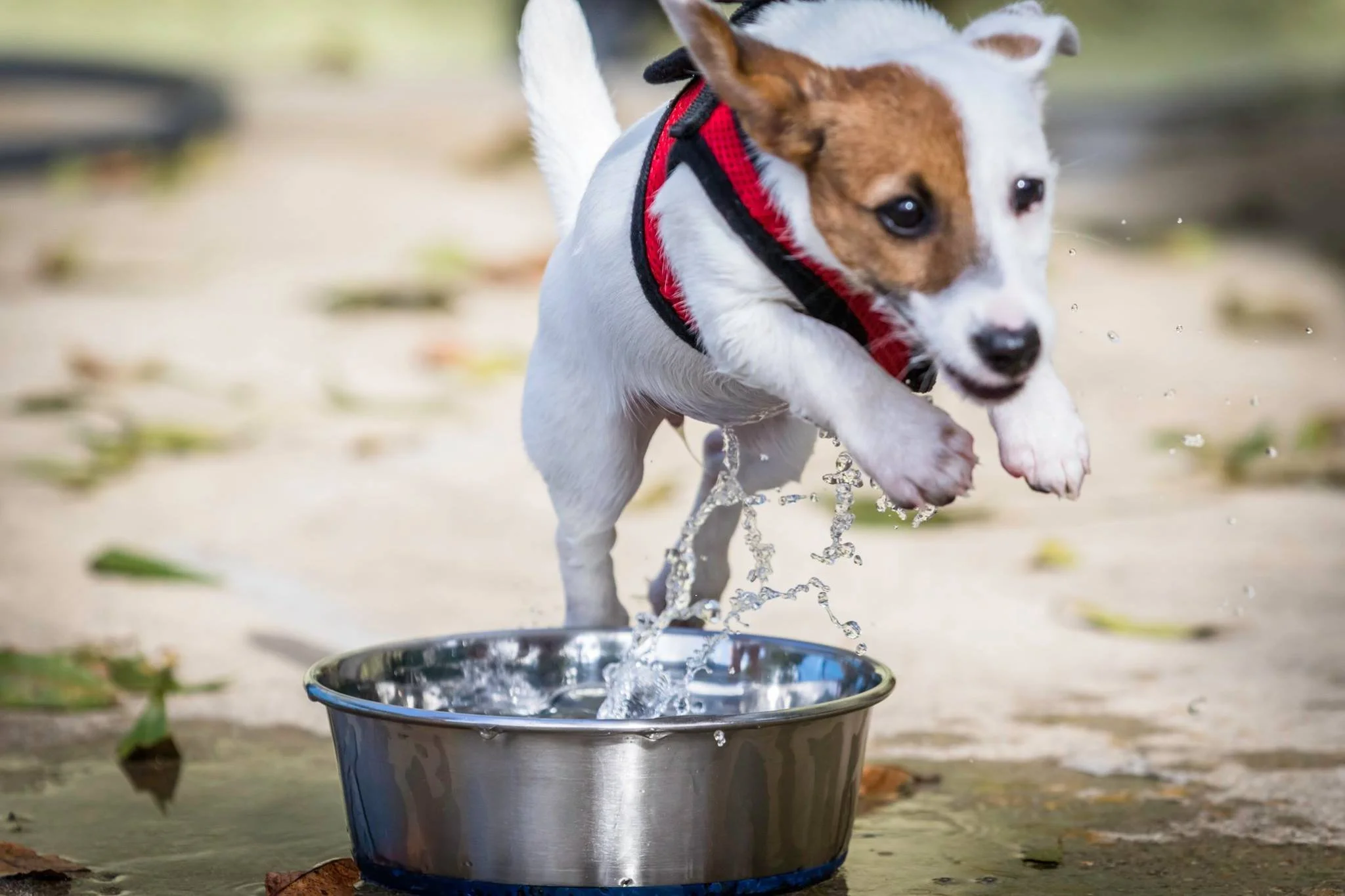 A small Jack Russell Terrier puppy jumping into a metal water bowl outdoors on a sandy surface.
