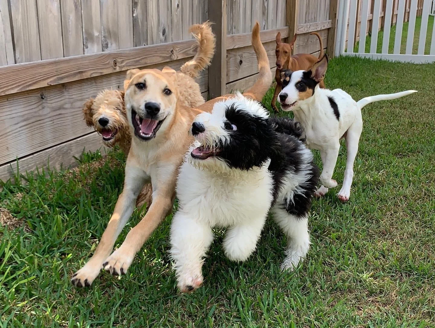 Six dogs of various breeds playing and running in a grassy yard near a wooden fence.