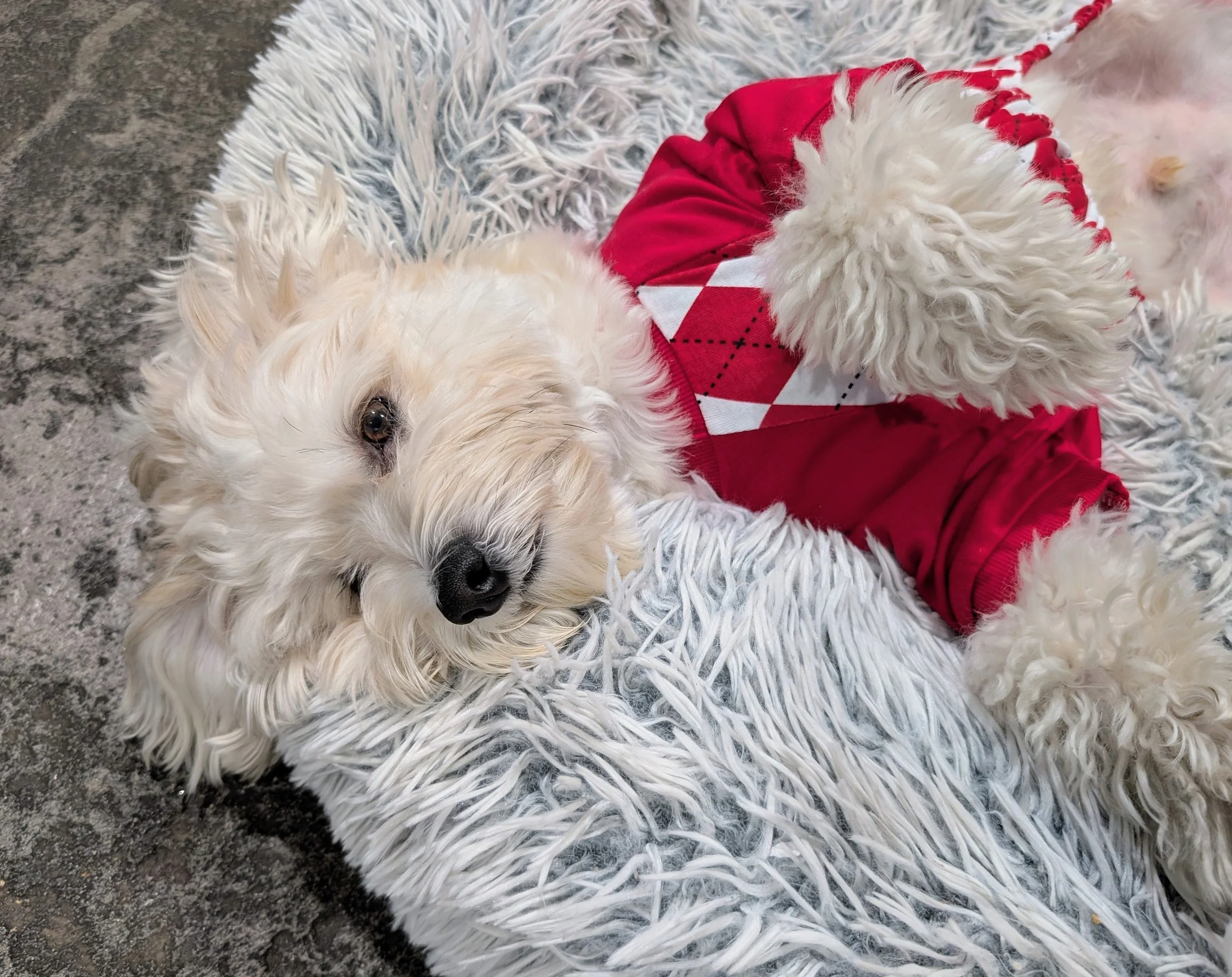 Peace of Mind Dog Care:&nbsp;Key Questions to Ask Before You Leave Your Dog Anywhere