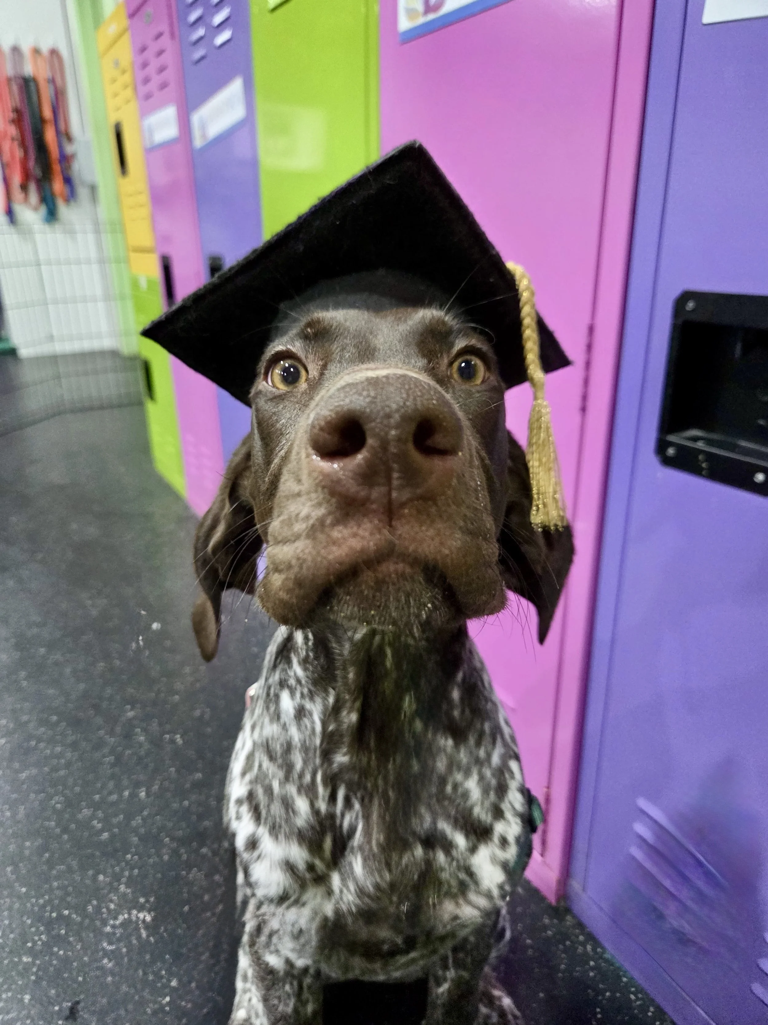 Before You Send Your Dog to a Board-and-Train Program, Read This