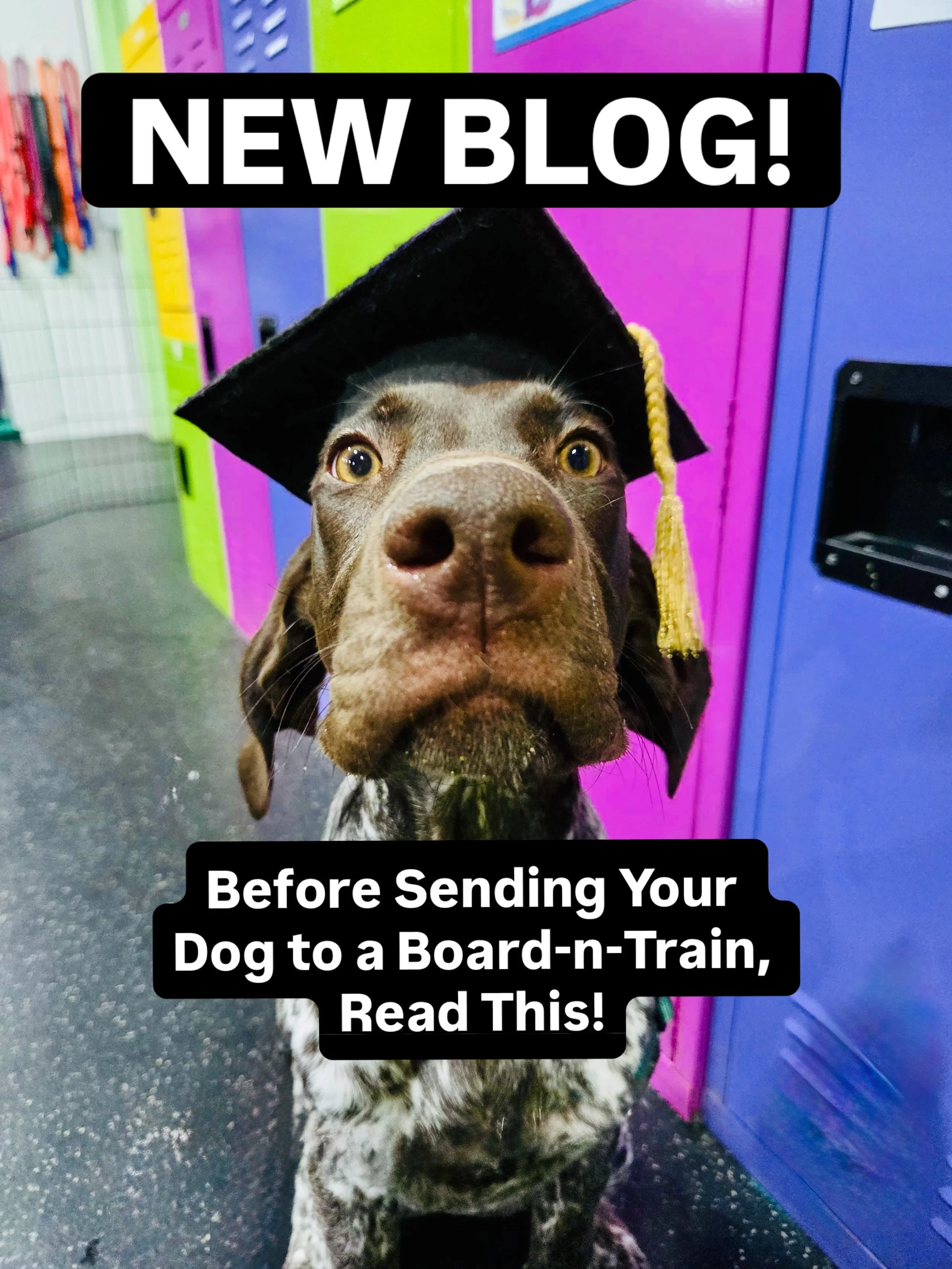 🚨Link in Bio🚨
Considering a Board-n-Train program? Are you at your wit&rsquo;s end with a particular behavior and hoping a few weeks away will fix it? That feeling is completely understandable. But it is worth asking honestly: are you looking for t