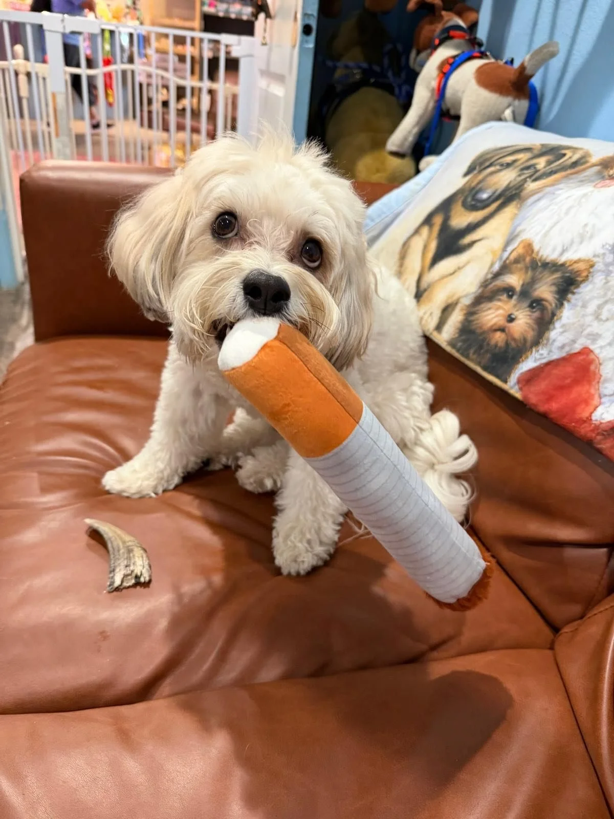 Bad habit? Maybe. Good chew toy? Absolutely!!

The Chewgarettes from Nocciola have officially earned their spot as one of the funniest toys in the boutique! Whether your dog is striking a pose, taking a &ldquo;smoke break,&rdquo; or just carrying it 