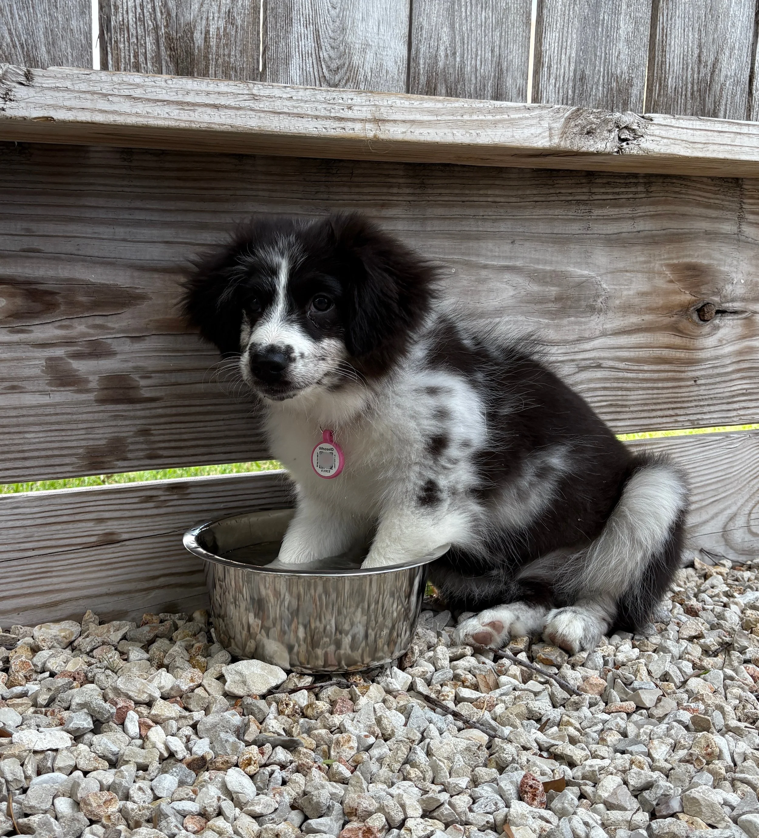 Decoding 'Bad Dog' Behavior: What Science Says Your Dog Is Really Saying