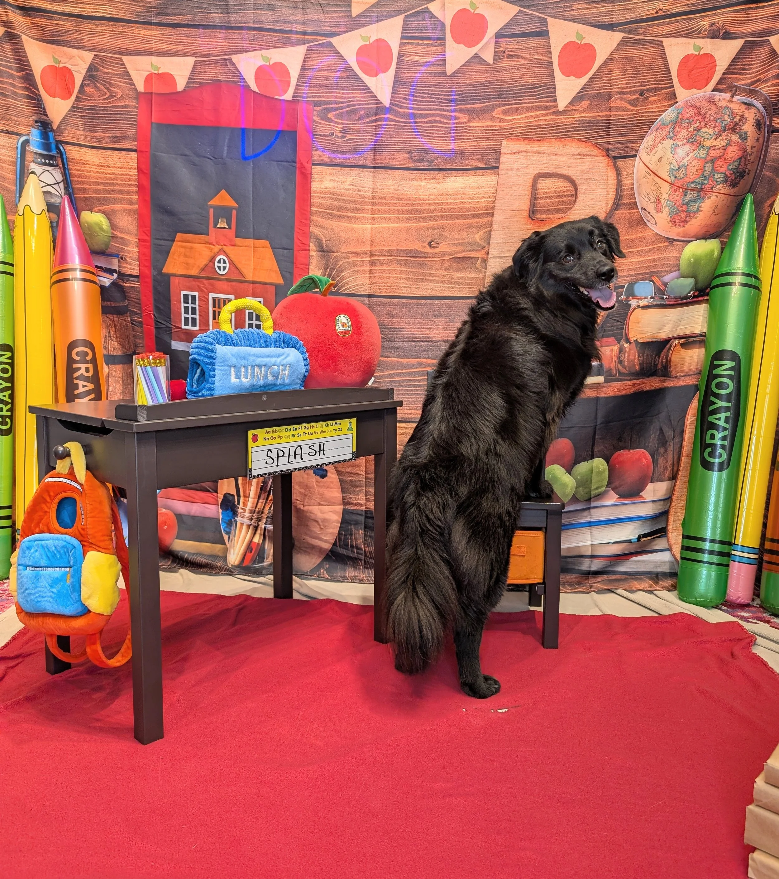 Back to School, Back to Routine: Helping Your Dog Adjust