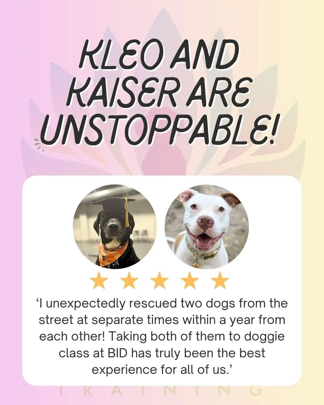 Watching Kleo &amp; Kaiser develop and grow into confident, well-rounded dogs has been truly incredible! Their mom&rsquo;s dedication to training has brought a smile to all of our faces and we are so thankful we got to be a part of their training jou