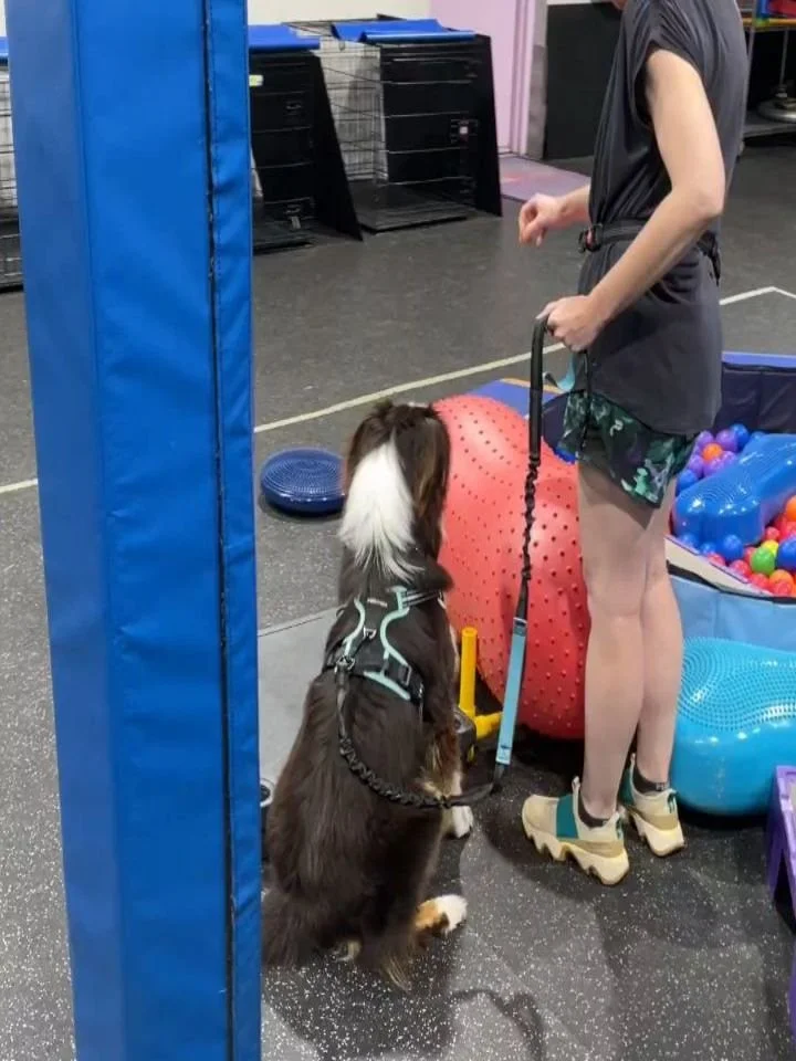 Congratulations to our most recent Reactive Rover Graduates! 

Reactive behaviors can show up for a variety of reasons. Anything from fear, lack of agency on-leash, frustration, hyper-social dogs, lack of confidence and so much more can influence the