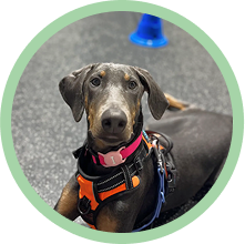 headshot of dog at training