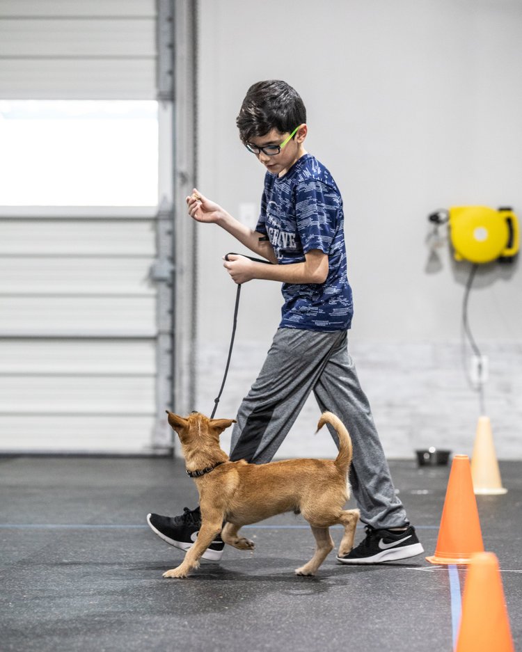 Adolescent/Adult Basic Manners — Believe in DOG Training by Stephanie