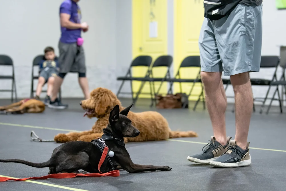 Puppy Class Part Two — Believe in DOG Training by Stephanie