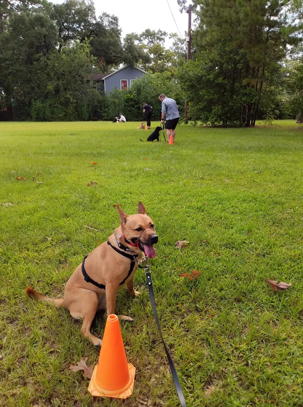 Reactive Dog Training — Believe in DOG Training by Stephanie Houston Puppy Training