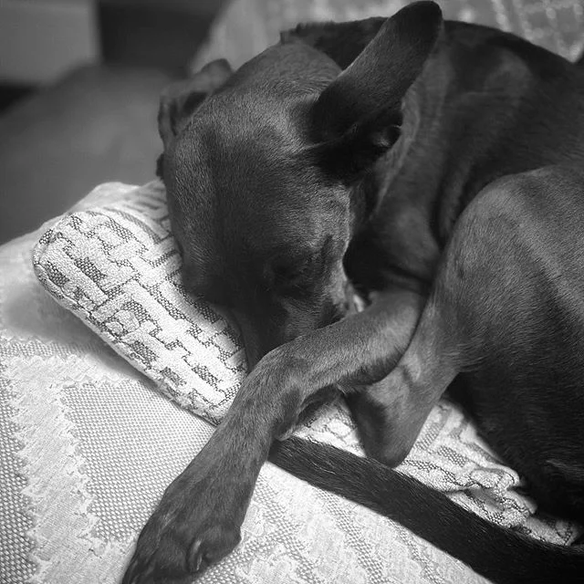 My little writing mascot, cheering me on from the puppy snuggle sidelines!
.
#nanowrimo2019 #writing #puppysnuggles