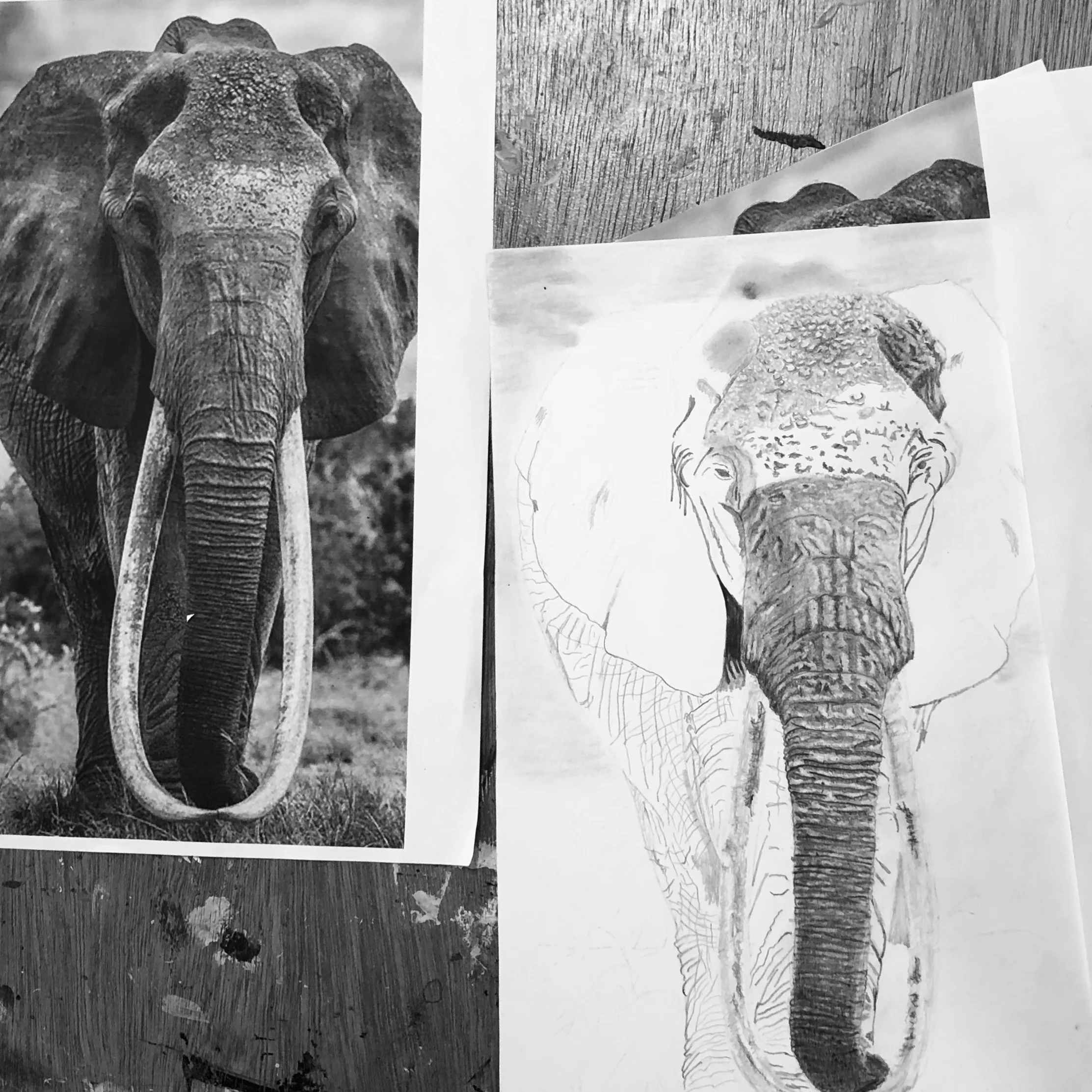 Week 5 & 6 - Animal portait