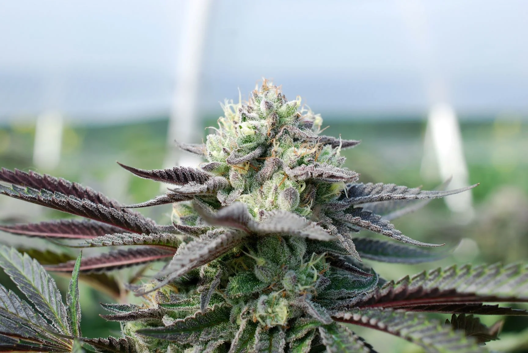 Welcome — High Country Horticulture, INC.