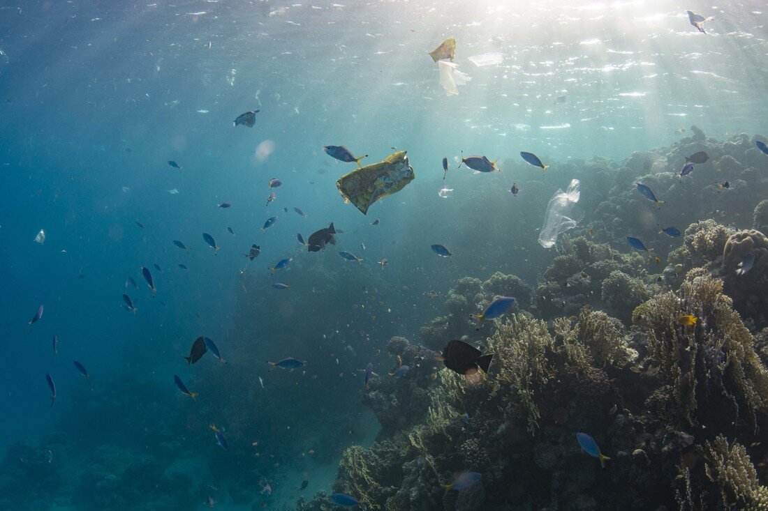 Losing my Reef to Litter