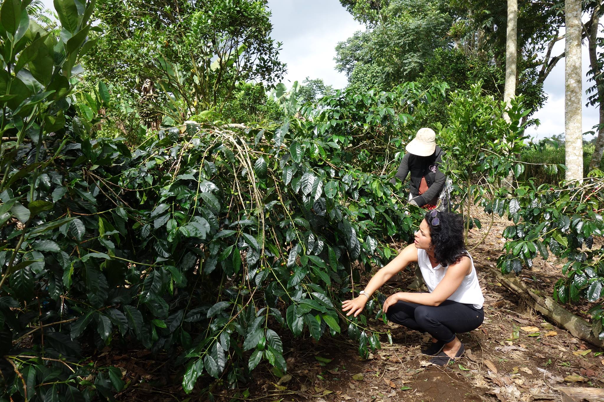 zitadusa coffee plantation.jpg