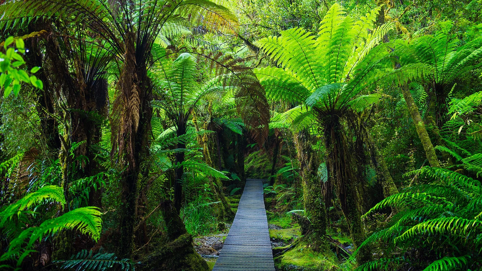 jungle.jpg
