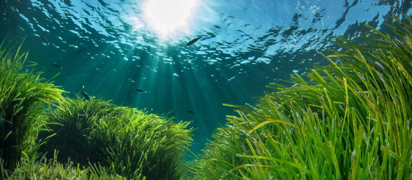 IV. Posidonia oceanica (Neptune Grass)