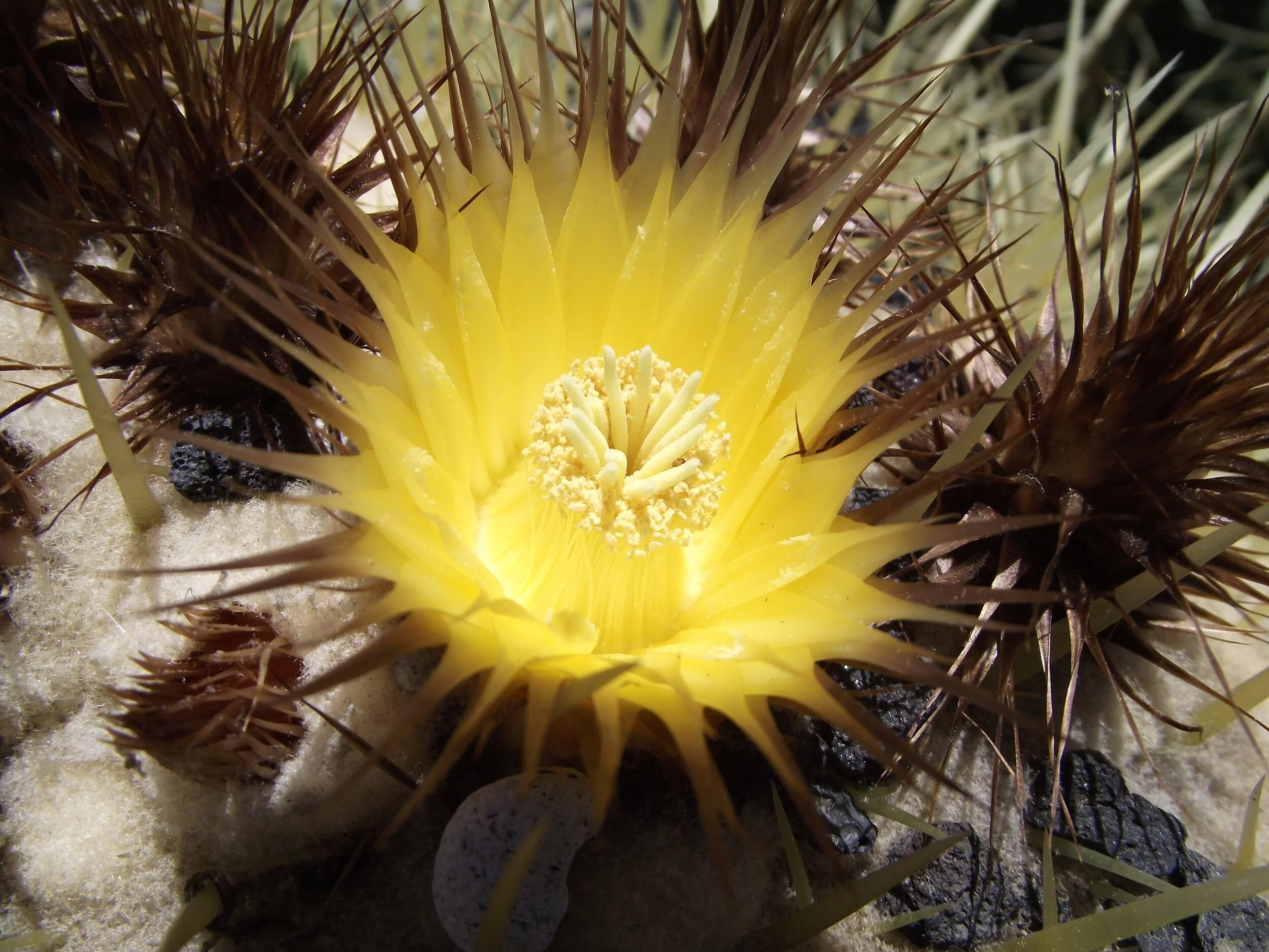 VI. Echinocactus grusonii (Golden Barrell Cactus)