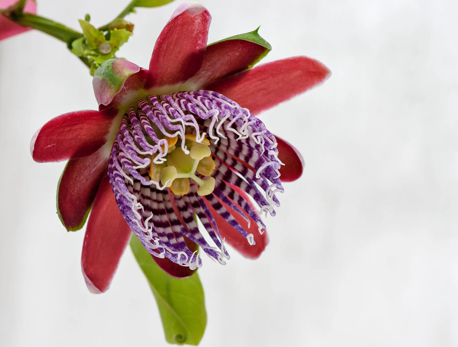 I. Passiflora alata (Red Passion Flower)