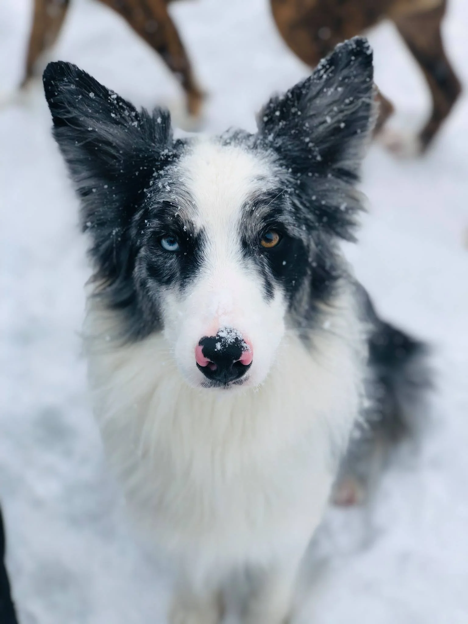 woofpack pet care