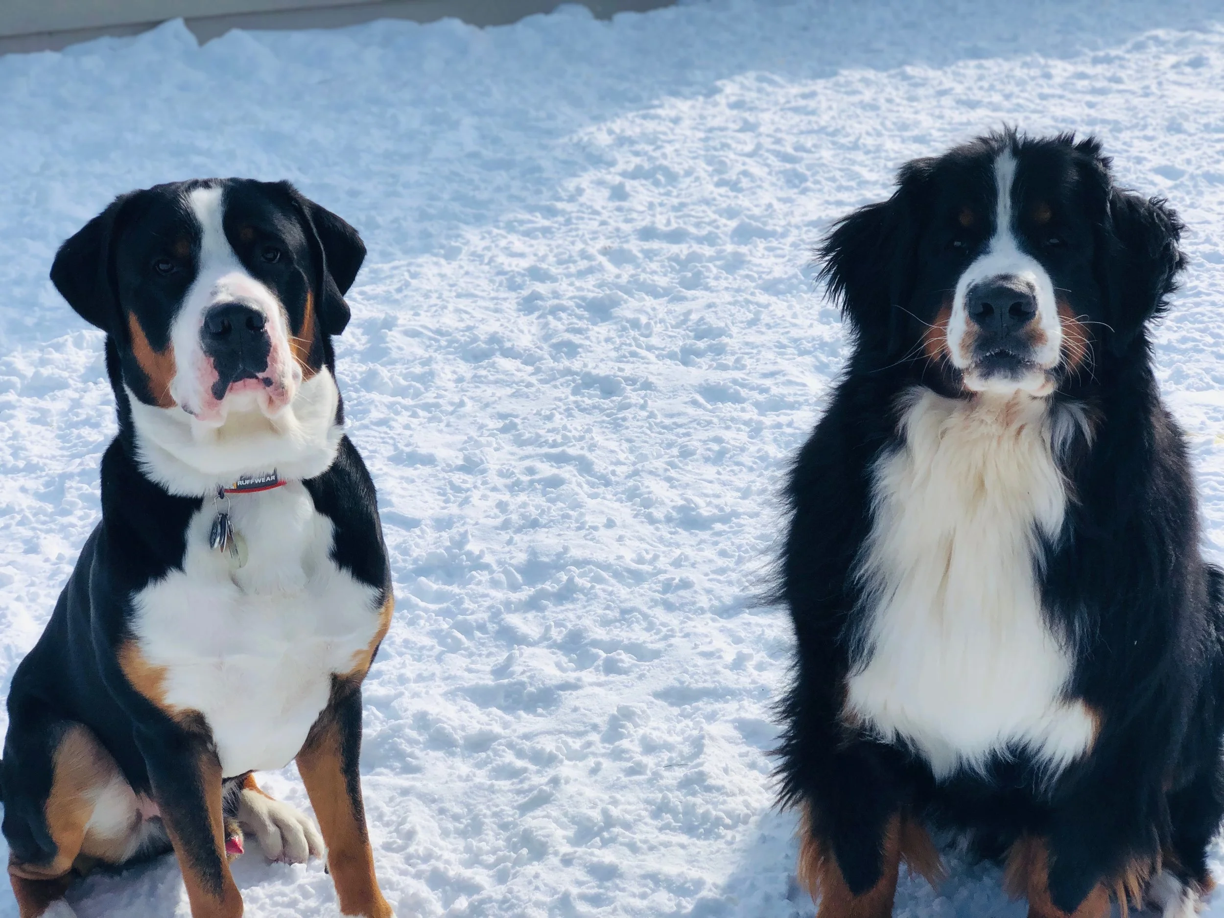 Woof Pack Pascal.JPG