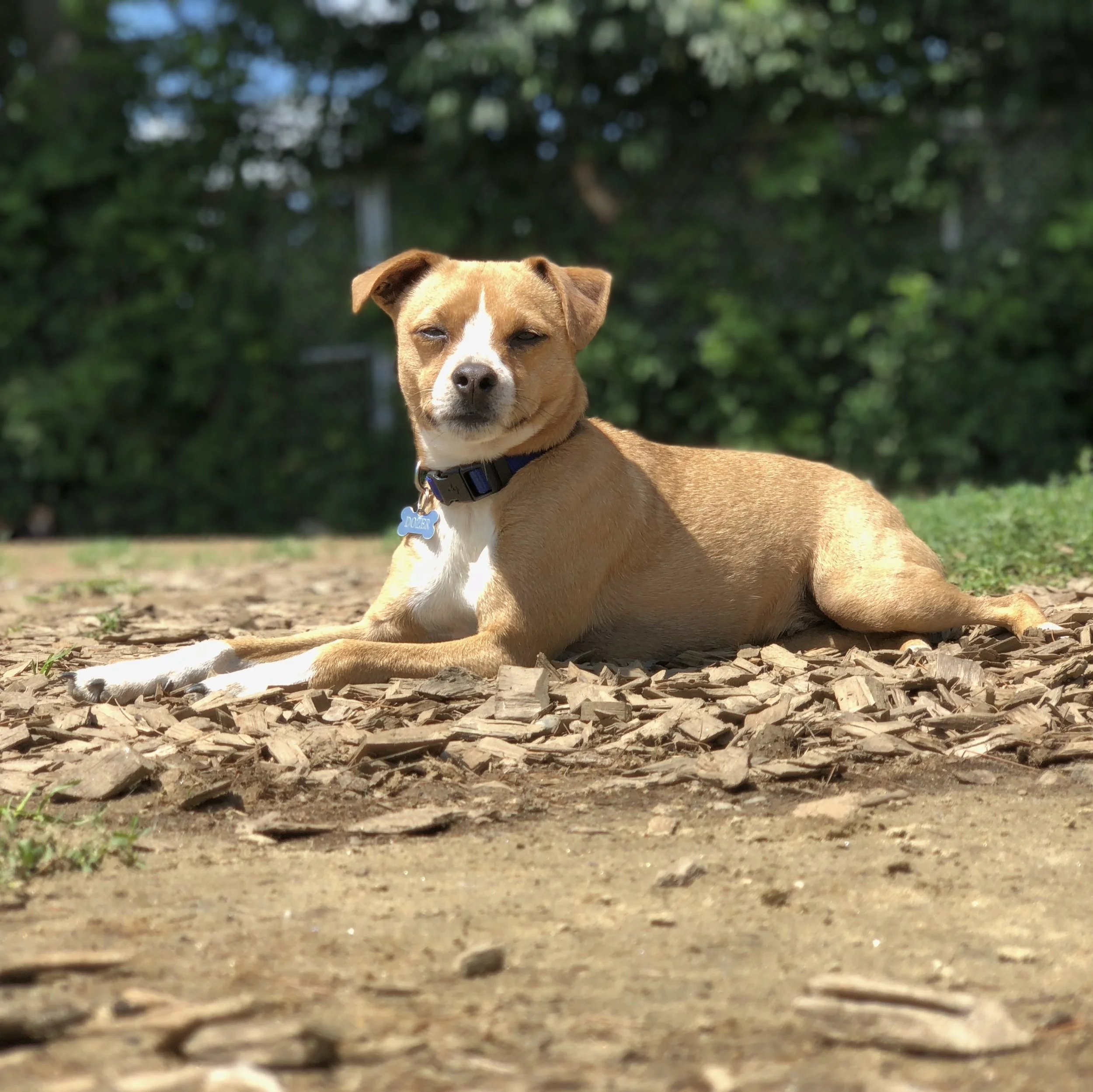 Woof Pack Dozer.JPG