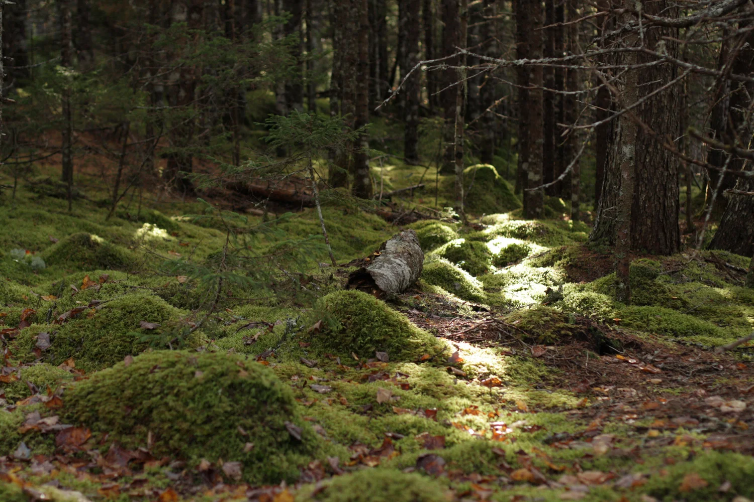 B16_Oct02_Walk_in_the_Woods_Fall_16.jpg
