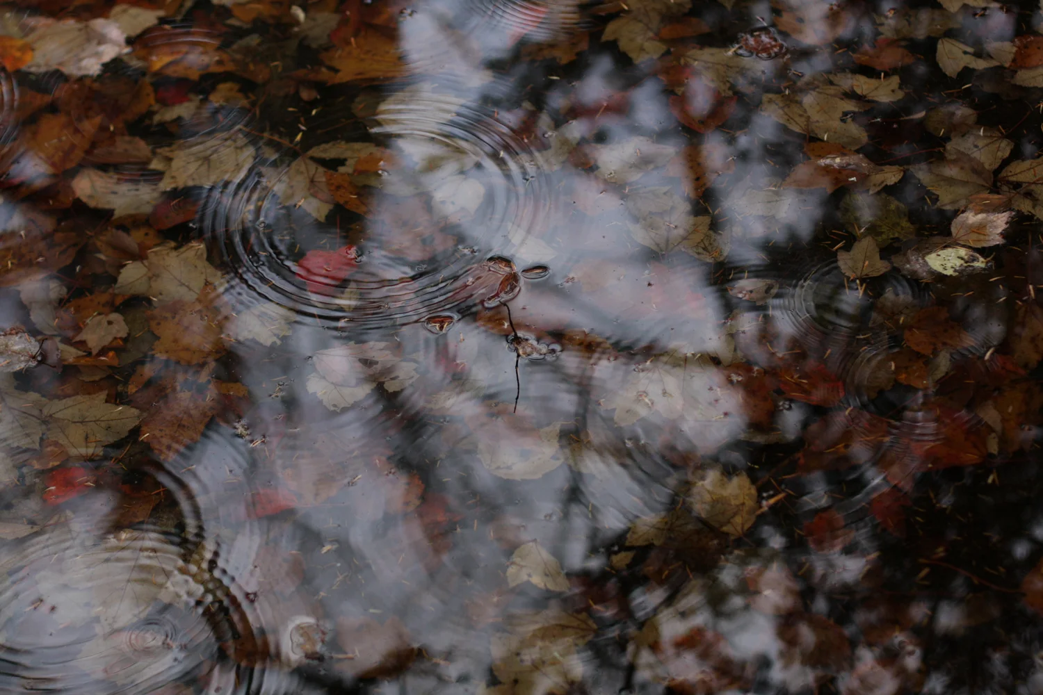 B16_Oct07_Walk_in_the_Woods_Fall_13.jpg