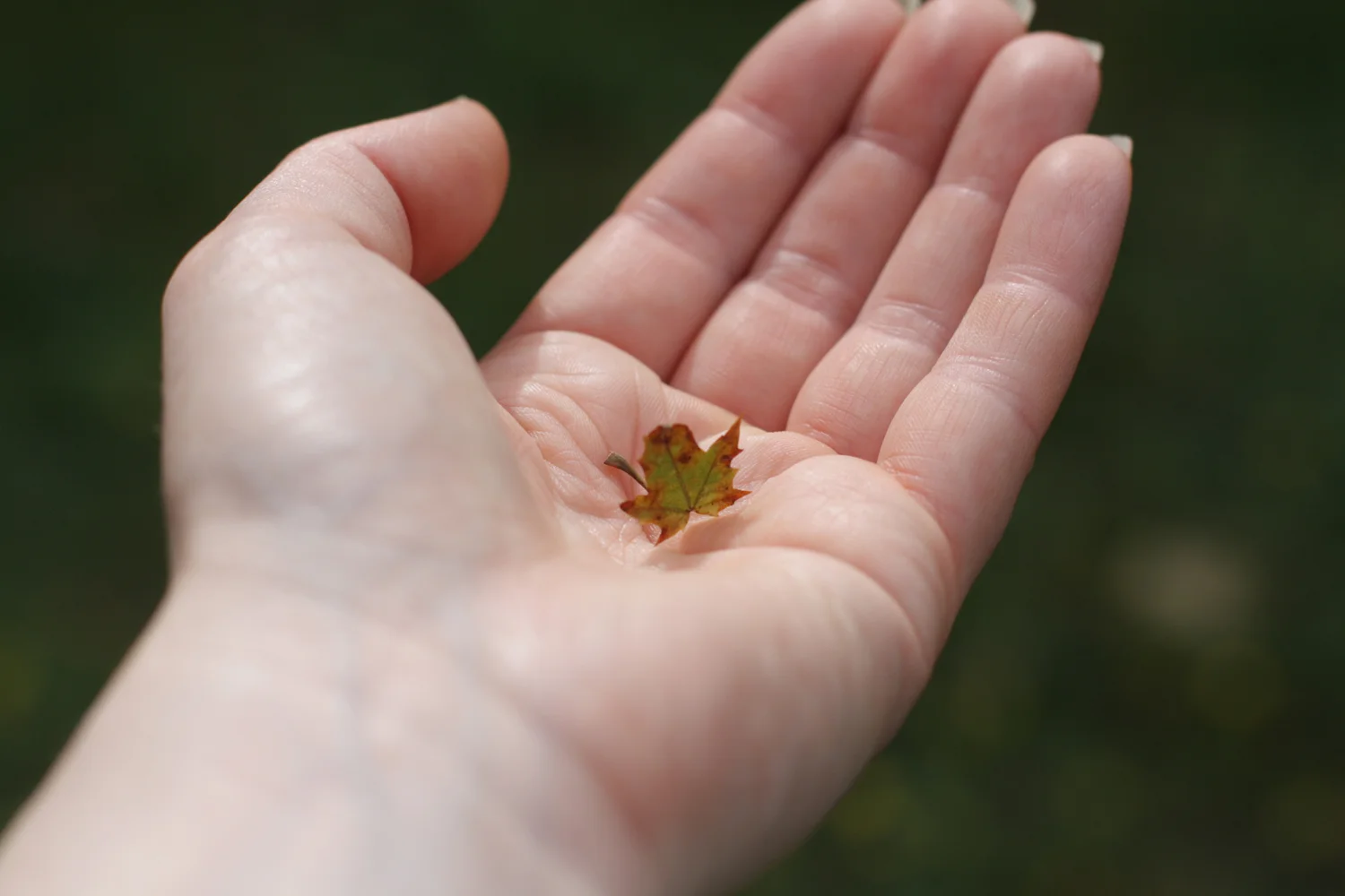B16_Sep02_Tiny_Maple_Leaf.jpg
