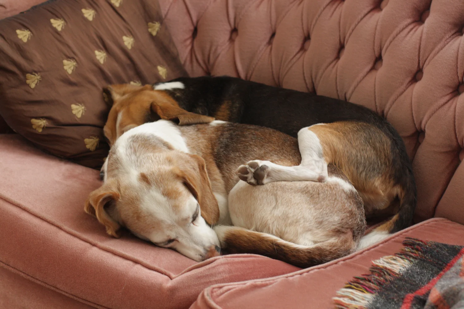 B16_Sep03_Stella_Smidge_Cuddle_01.jpg