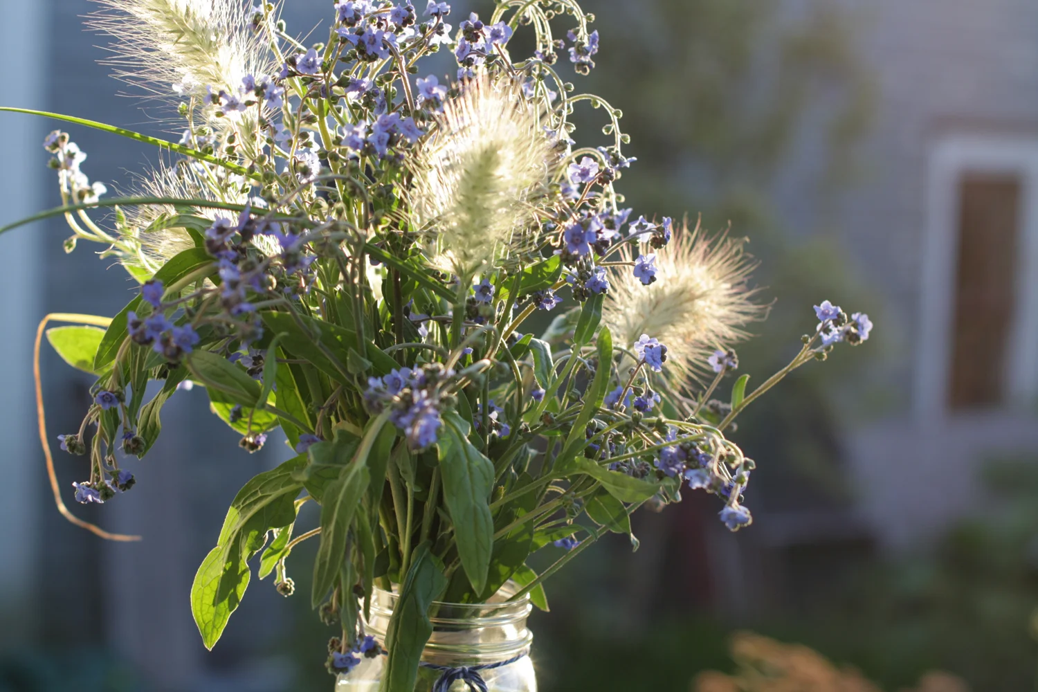 B16_Aug04_Forget_Me_Nots_04.jpg