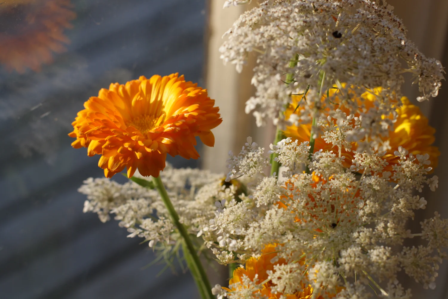 B16_Aug05_Calendula_Queen_Anne's_Lace_01.jpg