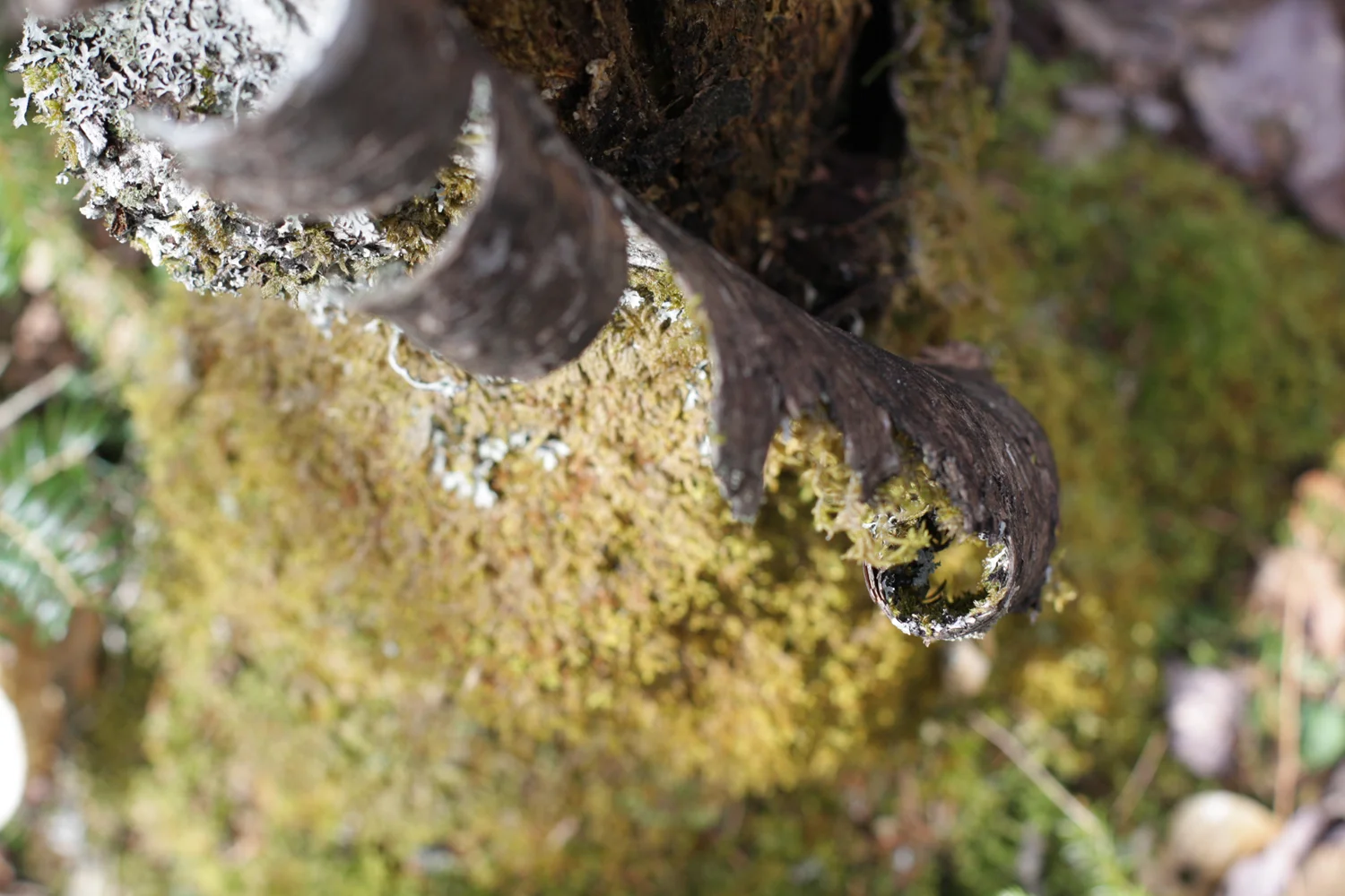 B16_Walk_in_the_Woods_02_13.jpg
